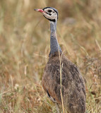 White-bellied Bustard