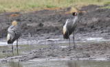 Grey-crowned Crane