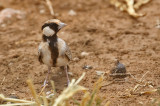 Fischer's Sparrow-Lark