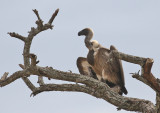 White-backed Vulture