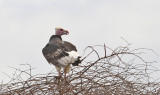 White-headed Vulture