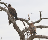 Tawny Eagle