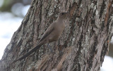 Ashy Starling