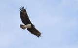 Martial Eagle