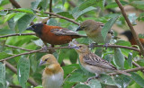 Chestnut Weaver