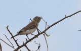 Yellow-spotted Petronia
