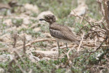 Water Thick-knee