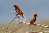Zanzibar Red Bishop