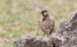Fischer's Sparrow-Lark