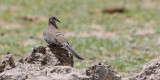 Namaqua Dove