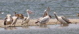 Pink-backed Pelicans