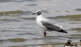 Grey-hooded Gull
