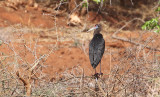 Abdim's Stork