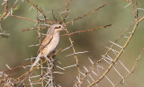 Red-backed Shrike, immature