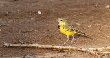 Golden Pipit