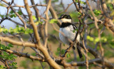 Eastern Black-headed Batis