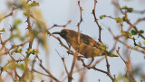 Hunter's Sunbird, fem