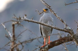 Eastern Chanting Goshawk
