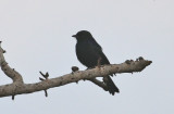 Fork-tailed Drongo