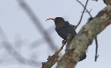 Abyssinian Scimitarbill