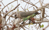 Red-bellied Parrot