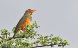 Bare-eyed Thrush