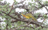 Grey-headed Bushshrike
