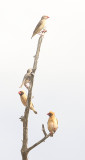 Red-billed Quealas