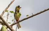 D'Arnaud's Barbet