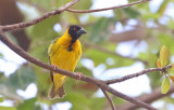 Village Weaver