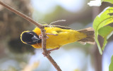 Village Weaver
