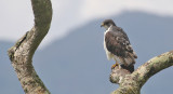 Augur Buzzard