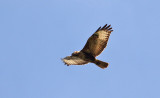 Common Buzzard