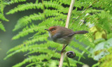 African Tailorbird