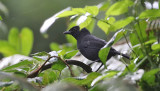 Fulleborn's Boubou
