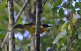 Black-fronted Bushshrike