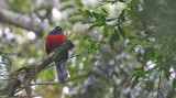 Bar-tailed Trogon