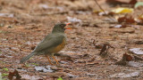 Usambara Thrush