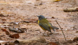 White-starred Robin