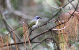 Black-fronted Bushshrike