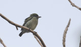 Moustached Tinkerbird