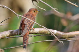 Lesser Cuckoo, hepatic form