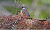 Speckled Mousebird