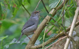 Long-billed Tailorbird
