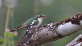 Dideric's Cuckoo