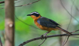 Fuller's Robin-Chat
