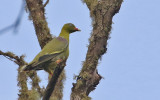 African Green Pigeon