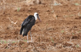 Wolly-necked Stork