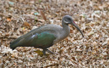 Hadeda Ibis