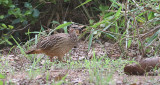 Crested Francolin